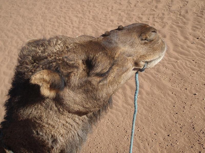 2 Day Desert Tour From Marrakech To Zagora