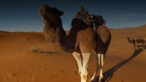 Meharis - 12 días de cabalgata en camello - Merzouga