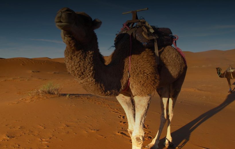 Meharis - 12 días de cabalgata en camello - Merzouga