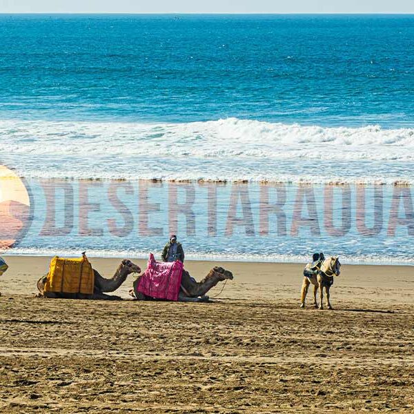 Excursión de un día a Agadir